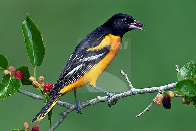 Adult male
Galveston Co., TX
April 2005 stock-image by Agami/Brian E Small,