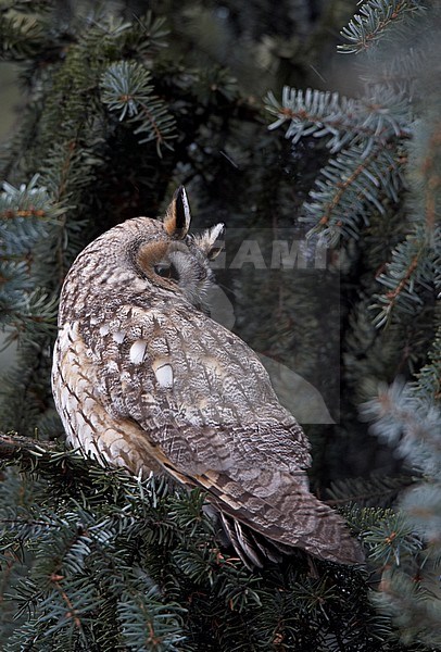 Ransuil, Long-eared Owl stock-image by Agami/Markus Varesvuo,