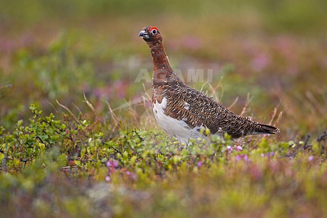 Vrouwtje Moerassneeuwhoen; Female Willow Ptarmigan stock-image by Agami/Markus Varesvuo,