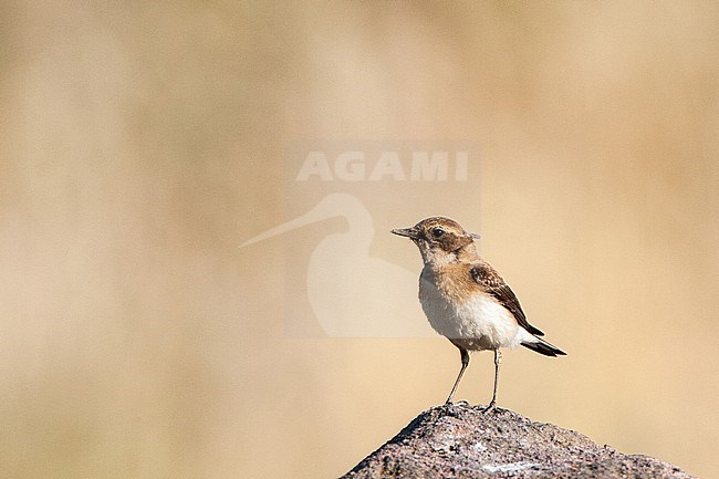 Eastern Black-eared Wheatear (oenanthe melanoleuca) during spring near breeding site on Lesvos, Greece stock-image by Agami/Marc Guyt,