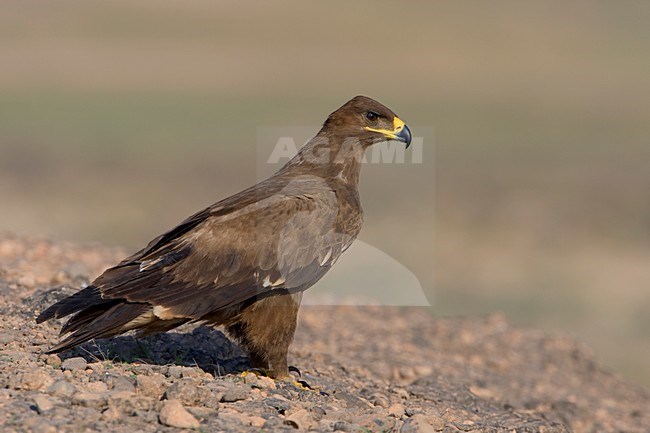 Onvolwassen Steppearend op de grond; Immature Steppe Eagle on the ground stock-image by Agami/Daniele Occhiato,