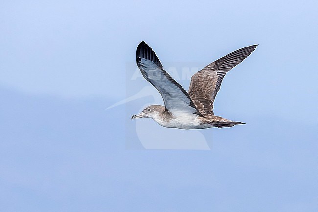 Cape Verde Shearwater flying off Raso, Cape Verde. June 03, 2018. stock-image by Agami/Vincent Legrand,
