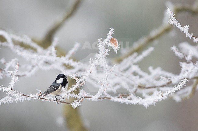 Coal Tit - Tannenmeise - Periparus ater ater, Germany, adult stock-image by Agami/Ralph Martin,