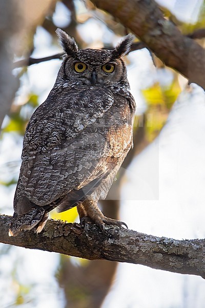 Adult Spotted Eagle Owl (Bubo africanus) perched on a branch in Angola. stock-image by Agami/Dubi Shapiro,
