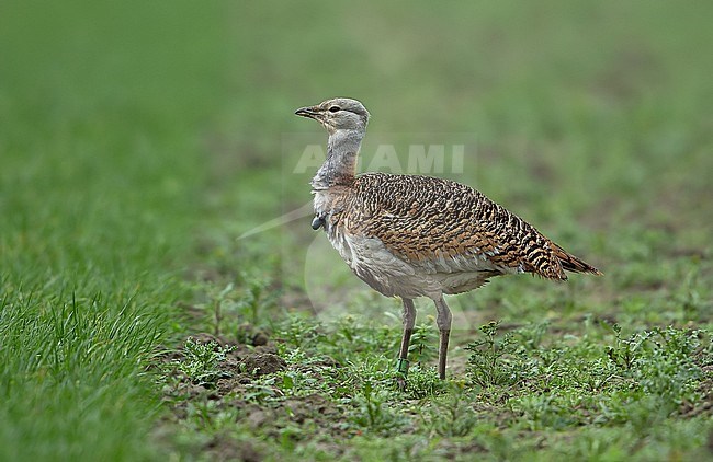 Great Bustard (Otis tarda) at Oostvoorne in the Netherlands. Standing in a green meadow during winter. stock-image by Agami/Kris de Rouck,