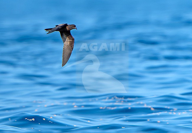 Black Storm Petrel, Hydrobates melania, in flight off the coast of Mexico. stock-image by Agami/Dani Lopez-Velasco,