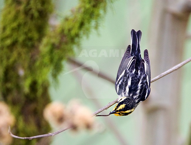 Oranjekeelzanger overwinterend in Ecuador; Blackburnian Warbler wintering in Ecuador stock-image by Agami/Marc Guyt,