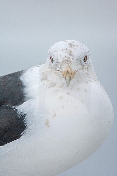 Portrait of an adult Slaty-backed Gull (Larus schistisagus) wintering on Hokkaido, Japan. Staring in the lens. stock-image by Agami/Marc Guyt,