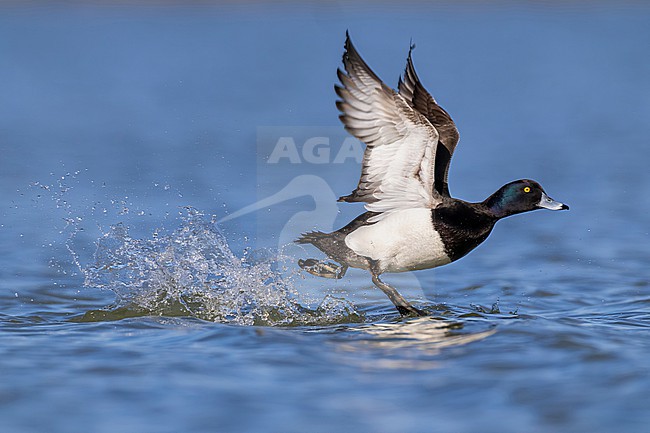 Adult male Tufted Duck (Aythya fuligula) in Italy. stock-image by Agami/Daniele Occhiato,