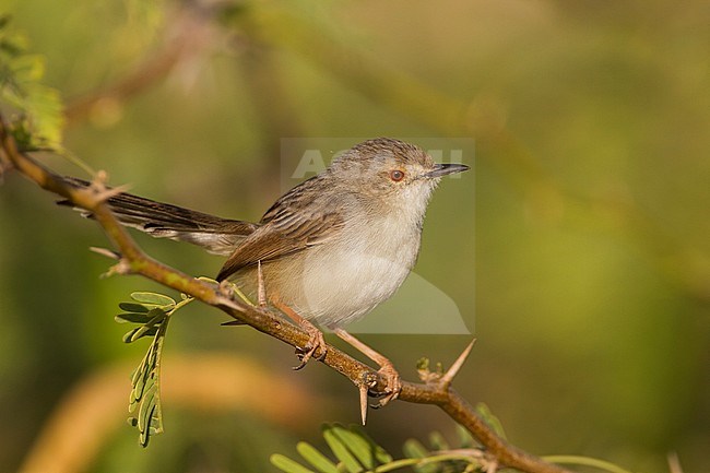 Graceful Prinia - Streifenprinie - Prinia gracilis ssp. yemenensis, southern Oman stock-image by Agami/Ralph Martin,