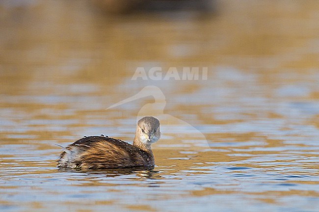 Little Grebe, Tachybaptus ruficollis in winter plumage and setting with ice on reed stock-image by Agami/Menno van Duijn,