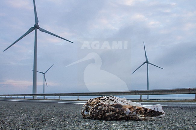 Short-eared Owl, Asio flameous roadkill dead lying on the road hit by a car. Bird lying in front of the landscape with windmills in the background. stock-image by Agami/Menno van Duijn,