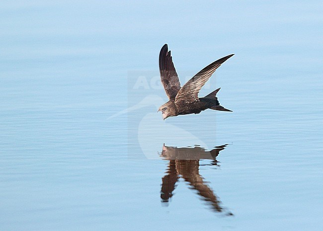 Common Swift (Apus apus) in the Netherlands. Drinking water in flight. stock-image by Agami/Ran Schols,