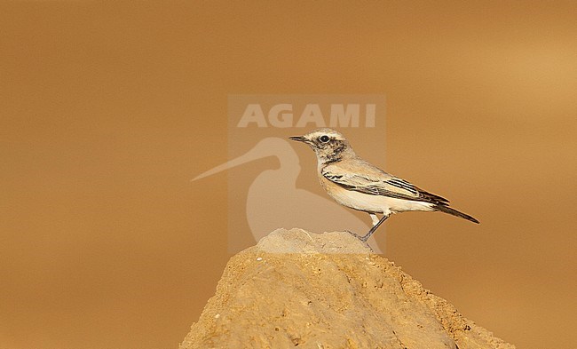 First winter male Desert Wheatear (Oenanthe deserti) during autumn migration in Egypt stock-image by Agami/Edwin Winkel,