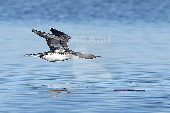 Adult breeding Red-throated Diver (Gavia stellata) in flight at Churchill, Manitoba, Canada.
June 2017 stock-image by Agami/Brian E Small,