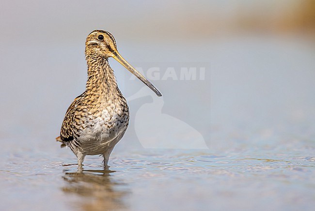 Foraging Snipe on the mudflats of the Dollard in the Dutch wadden sea stock-image by Agami/Onno Wildschut,