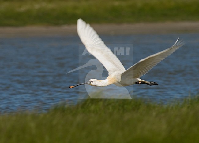 Eurasian Spoonbill Flying; Lepelaar vliegend stock-image by Agami/Marc Guyt,