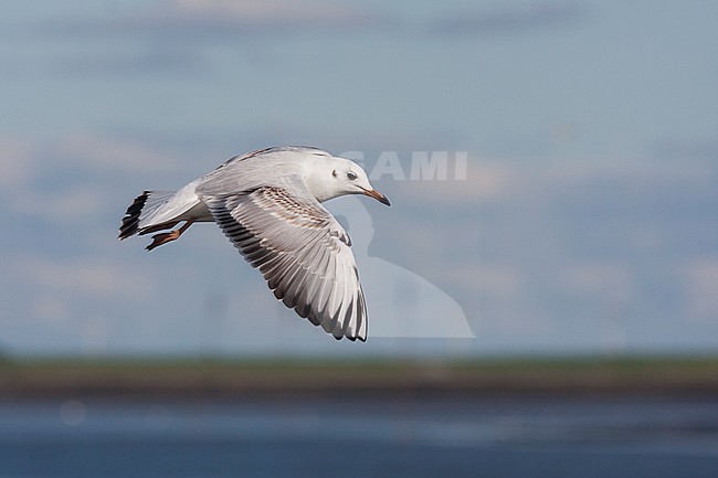 Black-headed Gull - Lachmöwe - Larus ridibundus, Germany, 1st cy stock-image by Agami/Ralph Martin,