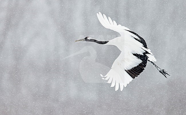 Chinese Kraanvogel vliegend, Red-crowned Crane flying stock-image by Agami/Markus Varesvuo,