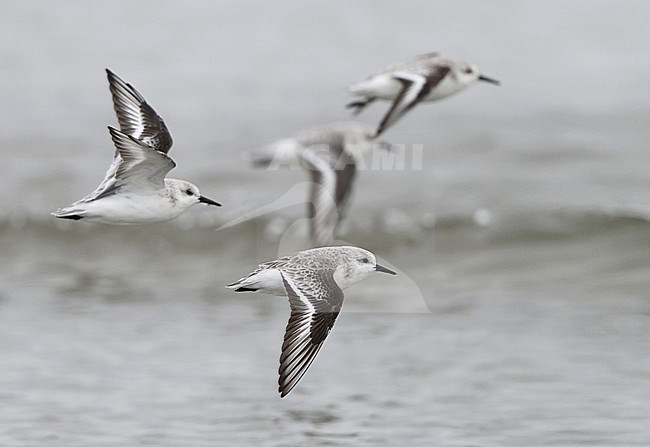 Sanderling, Calidris alba, in flight at Stone Harbor, New Jersey, USA stock-image by Agami/Helge Sorensen,
