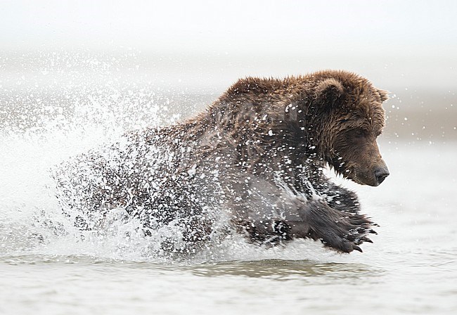 Coastal Brown Bear fishing (Ursus arctos), Lake Clarke National Park, Alaska, September 2014. stock-image by Agami/Danny Green,