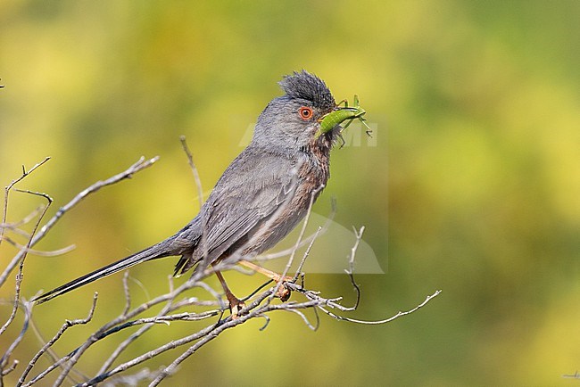 Dartford Warbler (Sylvia undata), side view of an adult male perched on a branch, Campania, Italy stock-image by Agami/Saverio Gatto,