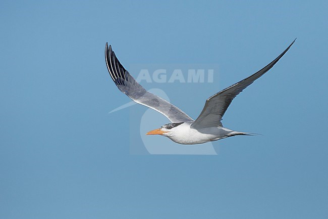 Adult American Royal Tern (Thalasseus maximus) in breeding plumage in flight against a blue sky in Galveston County, Texas, USA. stock-image by Agami/Brian E Small,