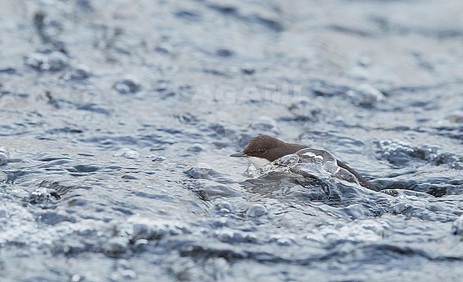 Dipper (Cinclus cinclus) Kuusamo, Finland January 2018 stock-image by Agami/Markus Varesvuo,