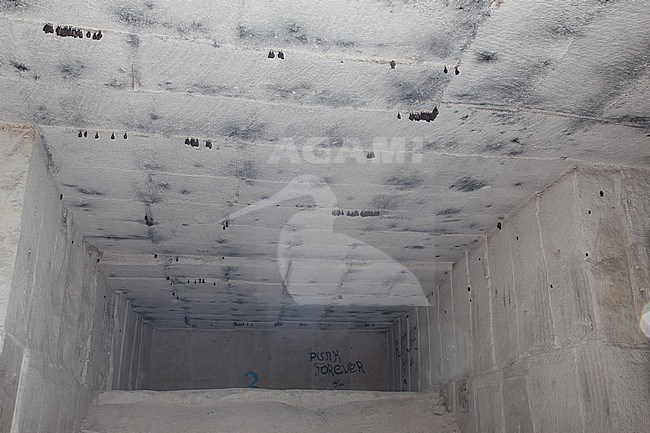 Greater Horseshoe Bats in hibernation in a quarry stock-image by Agami/Theo Douma,