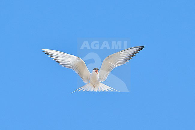 Common Tern (Sterna hirundo) calling and flying against a blue sky as a background, Mongolia stock-image by Agami/Tomas Grim,