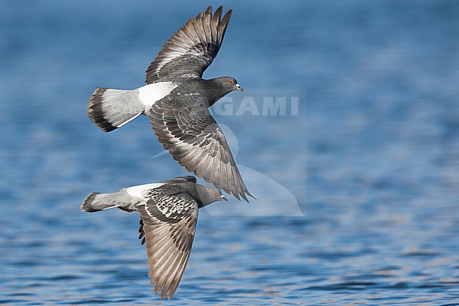 Feral Pigeon - Straßentaube -  Columba livia domestica, Germany, adult stock-image by Agami/Ralph Martin,