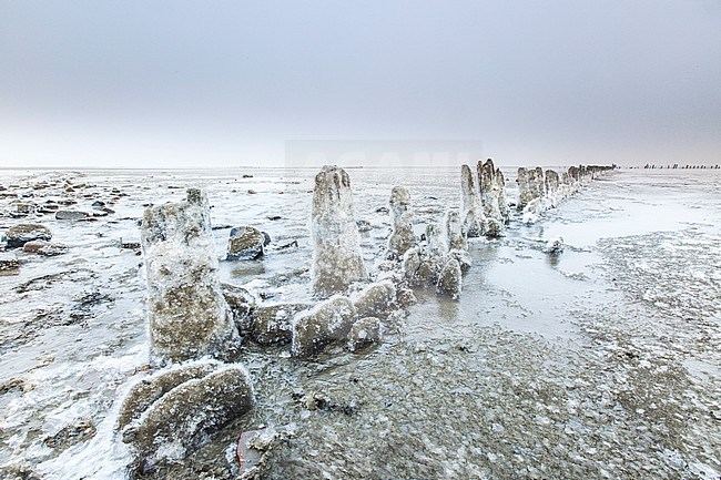 Wierumerwad, Wadden sea stock-image by Agami/Wil Leurs,