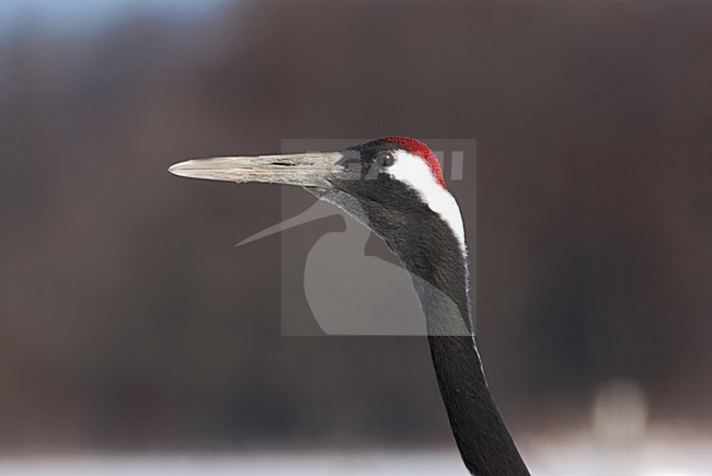 Chinese Kraanvogel close-up, Red-crowned Crane close-up stock-image by Agami/Roy de Haas,