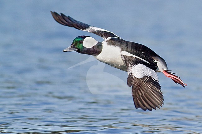 Bufflehead (Bucephala albeola) flying in Victoria, BC, Canada. stock-image by Agami/Glenn Bartley,