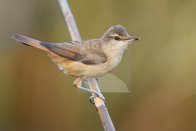 Great Reed Warbler, Acrocephalus arundinaceus, in Italy. stock-image by Agami/Daniele Occhiato,