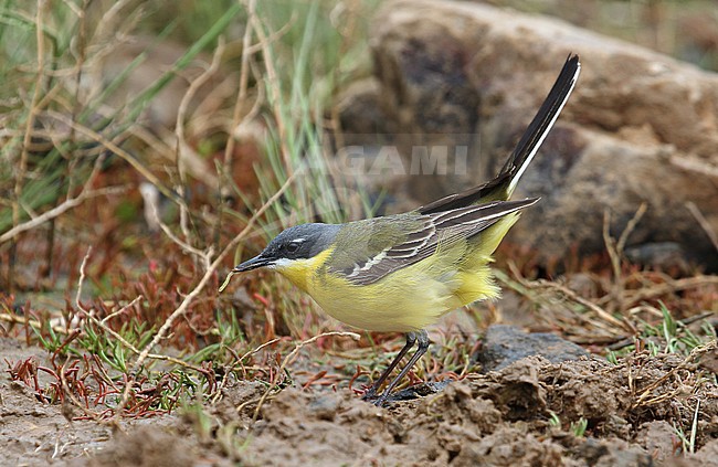 Adult male Eastern Yellow Wagtail (Motacilla tschutschensis plexa) during spring migration on Heuksan Do island in South Korea. stock-image by Agami/Aurélien Audevard,