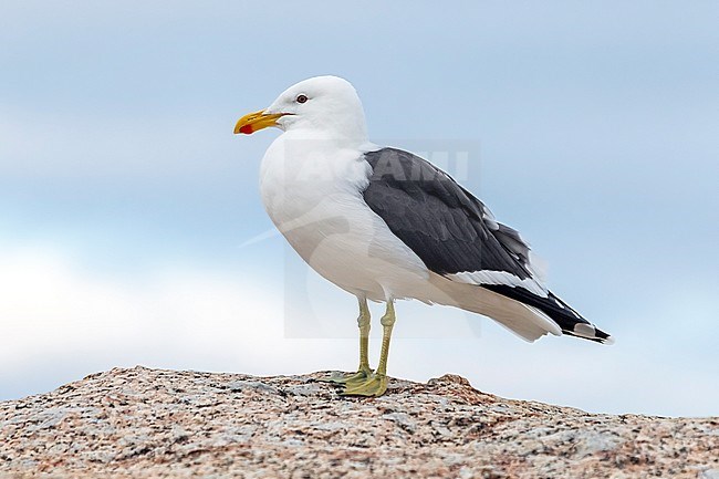 Adult Cape Gull (Larus dominicanus vetula) aka Kelp Gull in Simon's Town, South Africa. stock-image by Agami/Vincent Legrand,