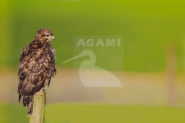 Buizerd zittend op paal in weiland Nederland, Common Buzzard perched at pole in grassland Netherlands stock-image by Agami/Wil Leurs,
