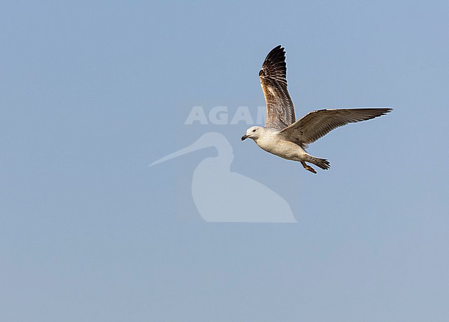 Immature Caspian Gull, Larus cachinnans, in flight in Hungary in spring. stock-image by Agami/Marc Guyt,