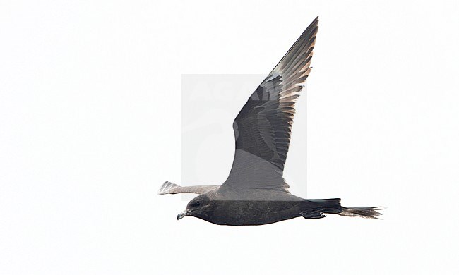 Dark phase Pomarine Jaeger (Stercorarius pomarinus) flying offshore off the North American coast. Showing under wing. stock-image by Agami/Brian Sullivan,