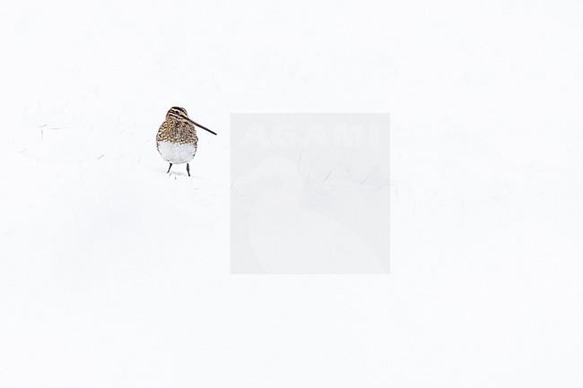 Watersnip, Common Snipe, Gallinago gallinago stock-image by Agami/Menno van Duijn,