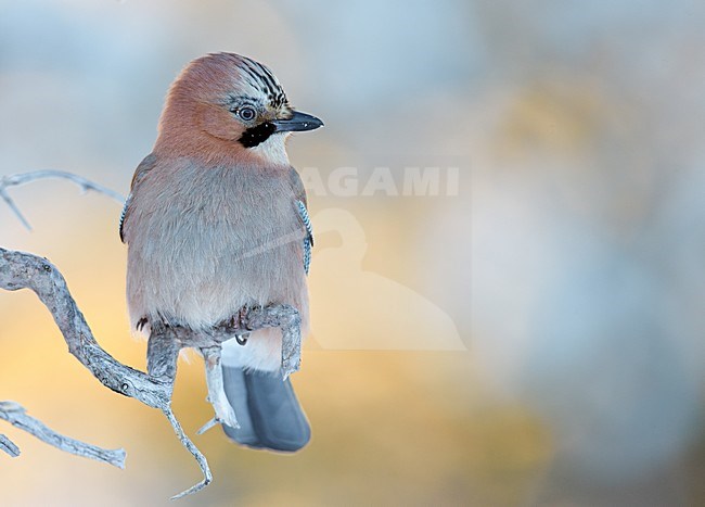 Gaai zittend op tak, Eurasian Jay perched on a branch stock-image by Agami/Markus Varesvuo,