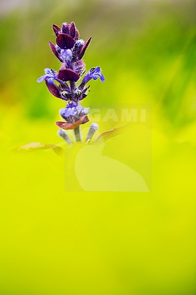 Hondsdraf, Ground Ivy stock-image by Agami/Wil Leurs,