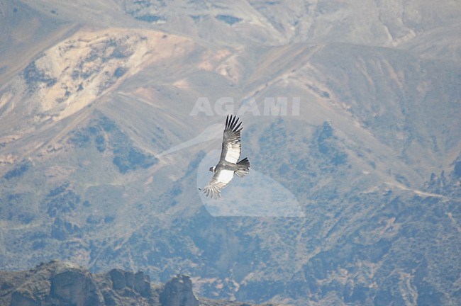 Andean Condor (Vultur gryphus) at Colca Canyon, Peru stock-image by Agami/Eduard Sangster,