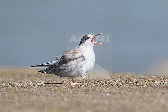 Juvenile Common Tern stock-image by Agami/Wil Leurs,
