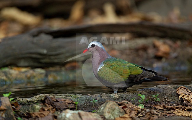 Common Emerald Dove (Chalcophaps indica) standing at a waterhole in Kaeng Krachan National Park, Thailand stock-image by Agami/Helge Sorensen,