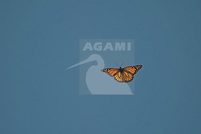 Monarch (Danaus plexippus), butterfly in flight against deep blue sky stock-image by Agami/Kari Eischer,