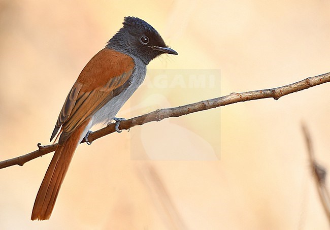 The African Paradise Flycatcher lives in Africa, but also in the southern part of the Arabian peninsula, where it lives in woody areas in the mountains stock-image by Agami/Eduard Sangster,