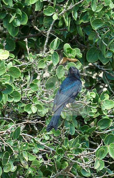 Treurdrongo,  Fork-tailed Drongo stock-image by Agami/Roy de Haas,