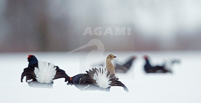 Baltsende Korhoenders in de sneeuw, Displaying Black grouses in the snow stock-image by Agami/Markus Varesvuo,